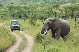 3 days tanzania private mid-range safari 